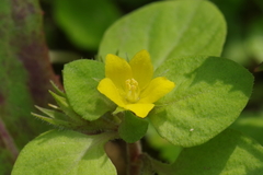 Lysimachia japonica japonica