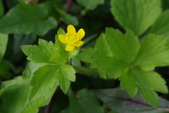 Ranunculus sieboldii