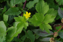 Ranunculus sieboldii