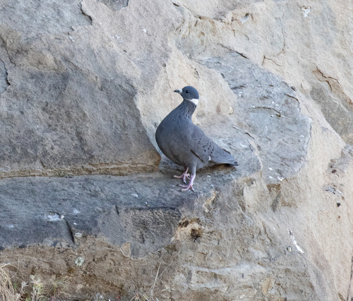 White-collared Pigeon (Columba albitorques), photo 3