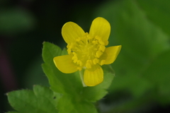 Ranunculus sieboldii