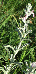 Stachys spathulata image