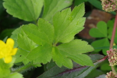 Ranunculus sieboldii