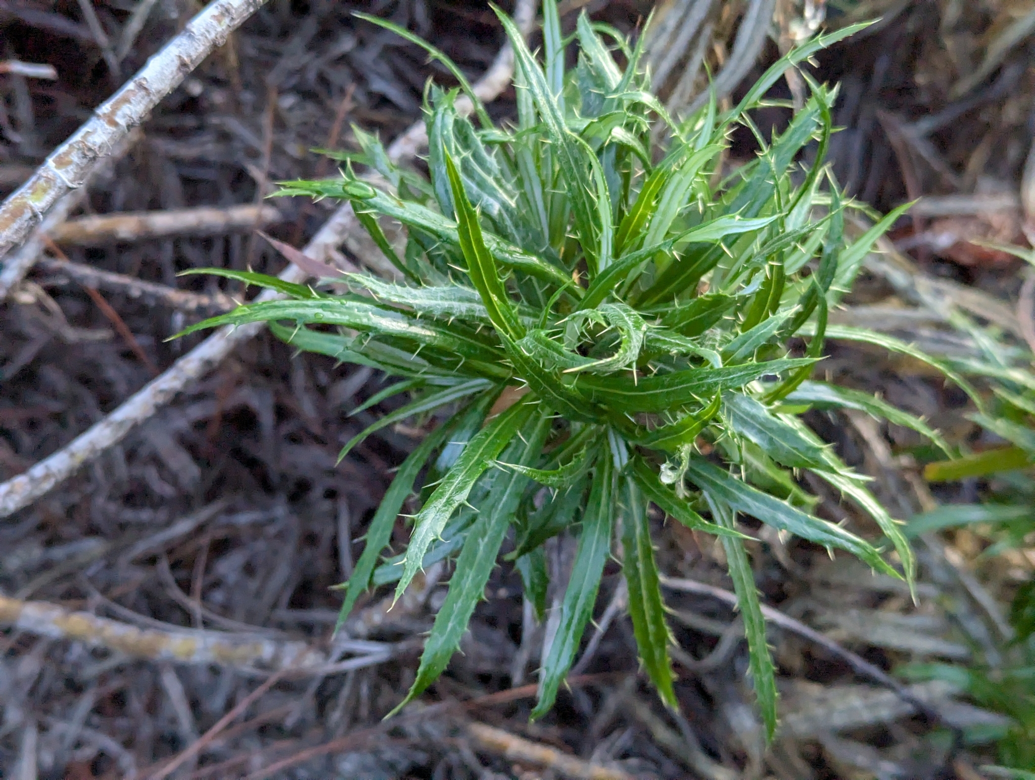 Carlina salicifolia