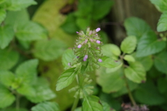 Clinopodium gracile