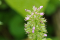 Clinopodium gracile