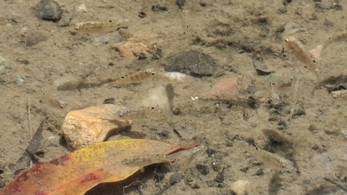Oreochromis mossambicus