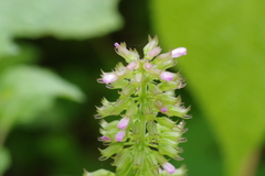 Clinopodium gracile