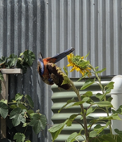 Crimson Rosella (Platycercus elegans), photo 6
