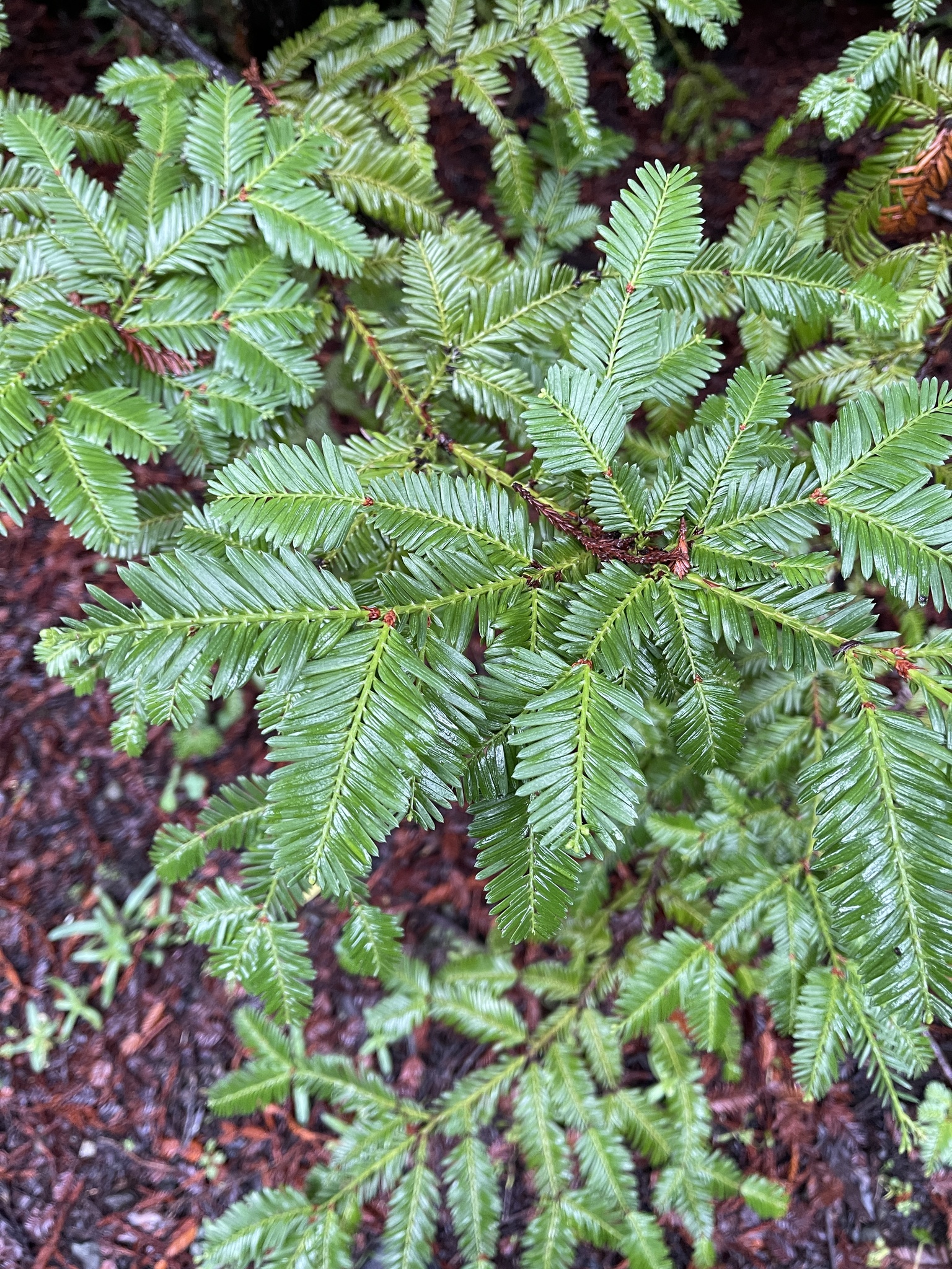 Imagem de sequoia