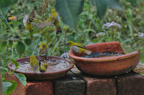 Indian White-eye (Zosterops palpebrosus)