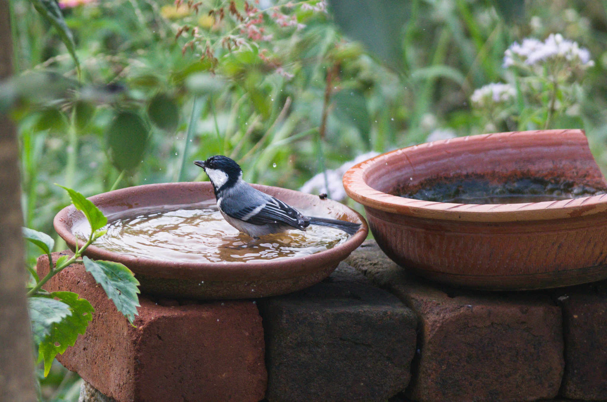 Cinereous Tit (Parus cinereus), photo 5