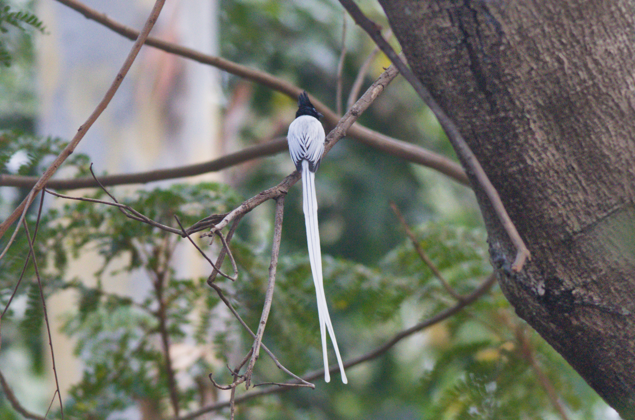 Indian Paradise Flycatcher (Terpsiphone paradisi), photo 1