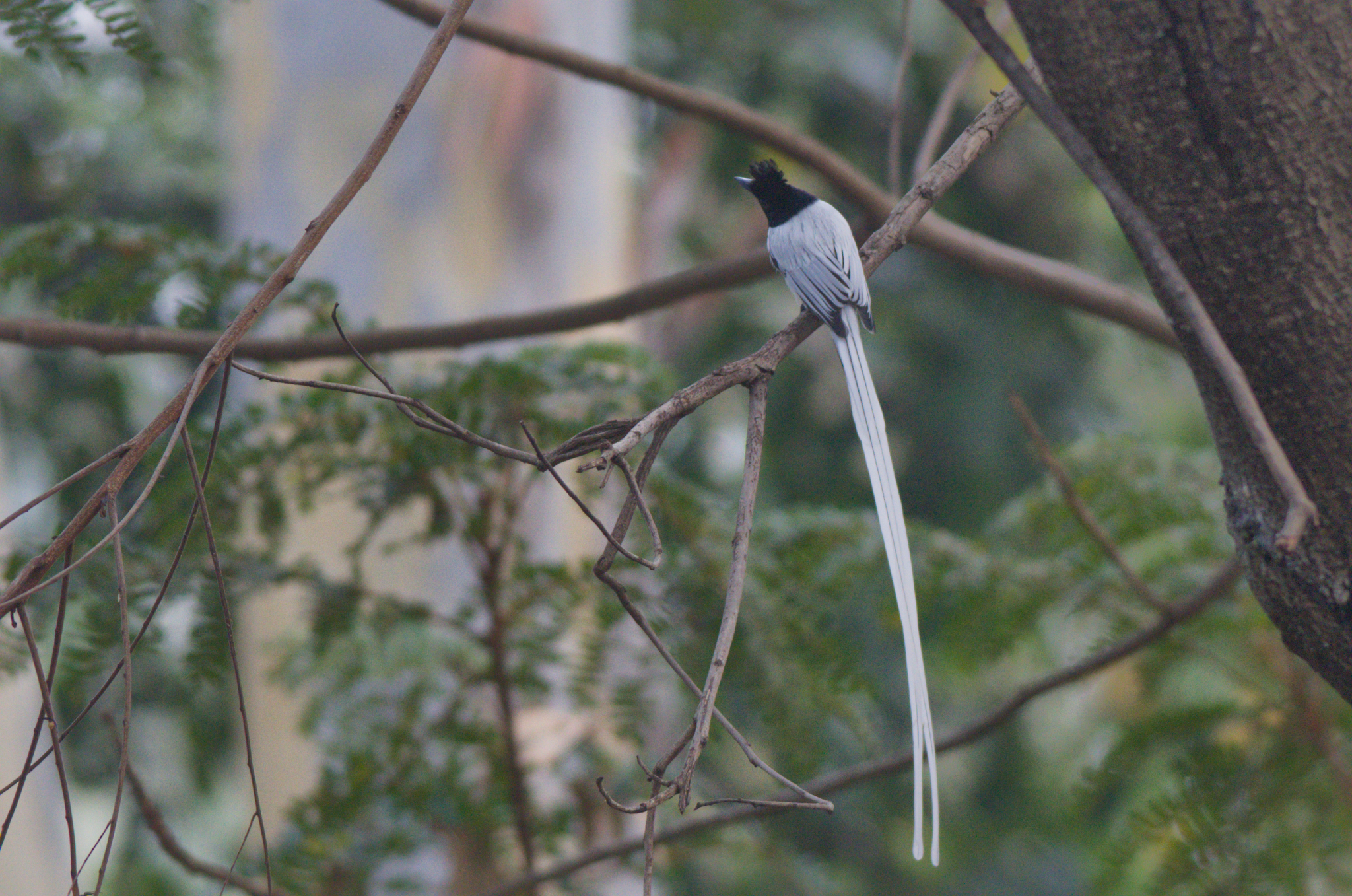 Indian Paradise Flycatcher (Terpsiphone paradisi), photo 2
