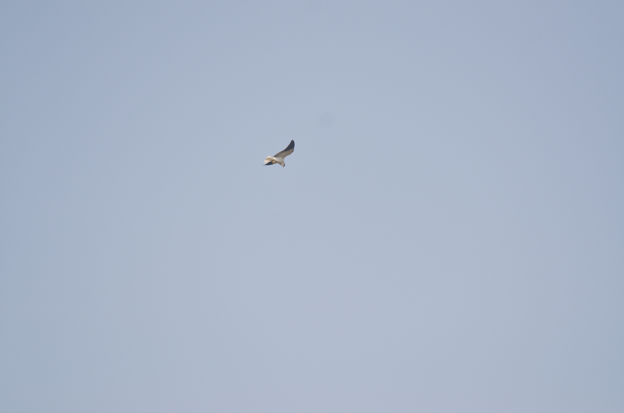 Black-winged Kite (Elanus caeruleus), photo 5