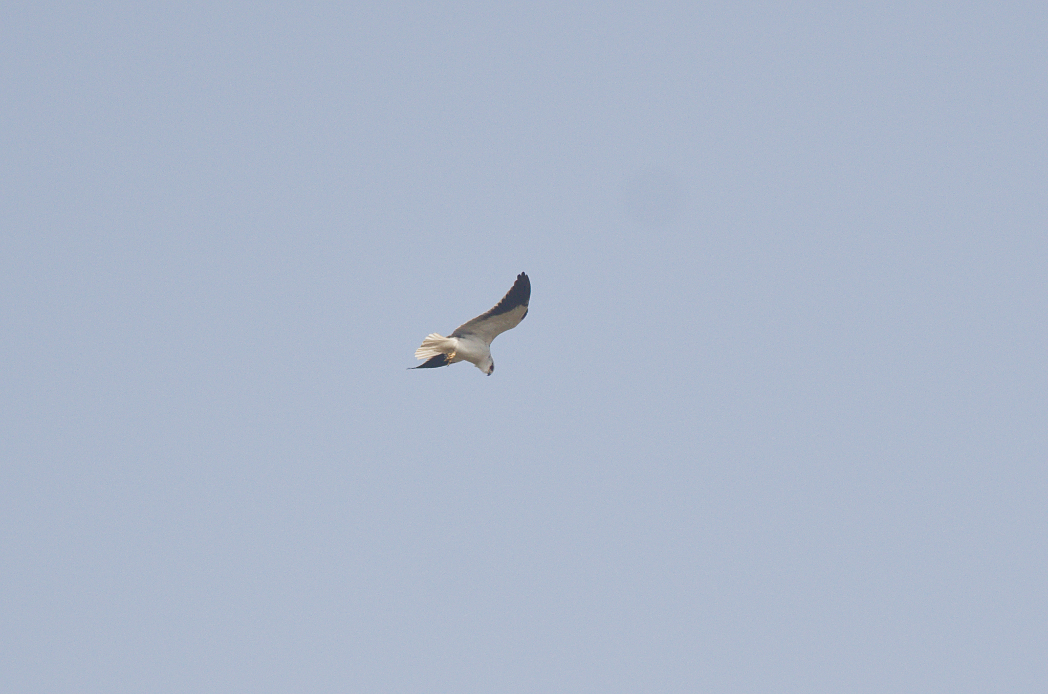Black-winged Kite (Elanus caeruleus), photo 6