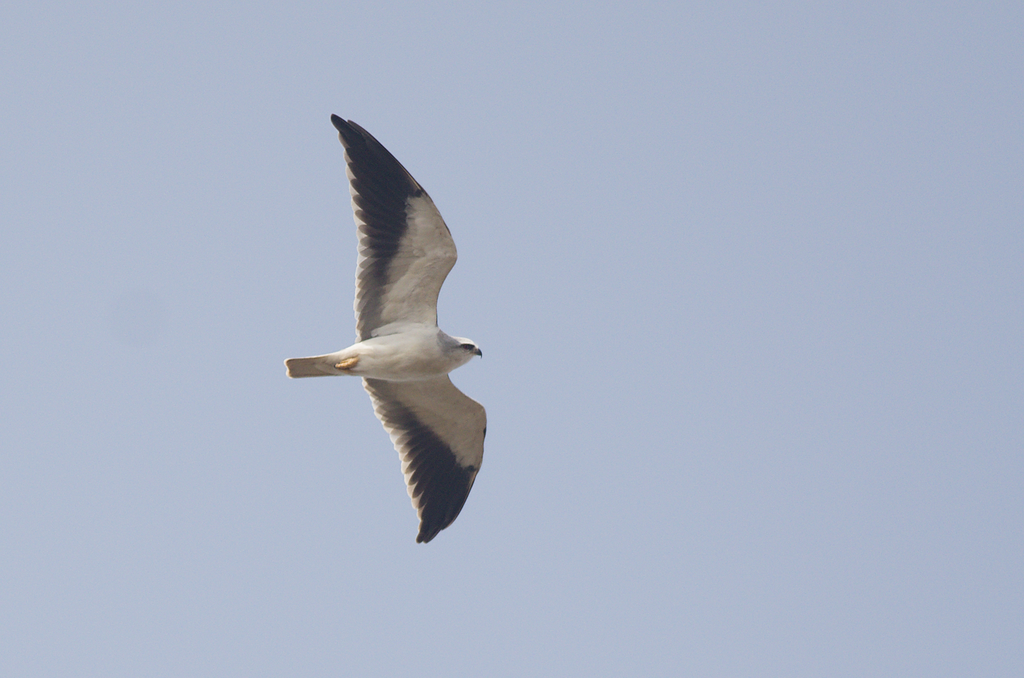 Black-winged Kite (Elanus caeruleus), photo 7