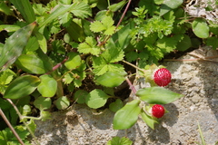 Potentilla hebiichigo