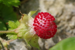 Potentilla hebiichigo