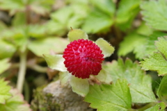 Potentilla hebiichigo