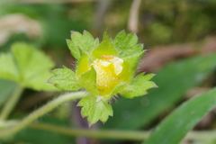 Potentilla hebiichigo