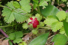 Potentilla hebiichigo
