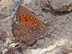 Aloeides thyra thyra