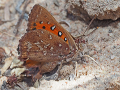 Aloeides thyra thyra