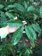 Melicope lunu-ankenda