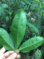 Melicope lunu-ankenda