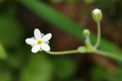 Androsace umbellata