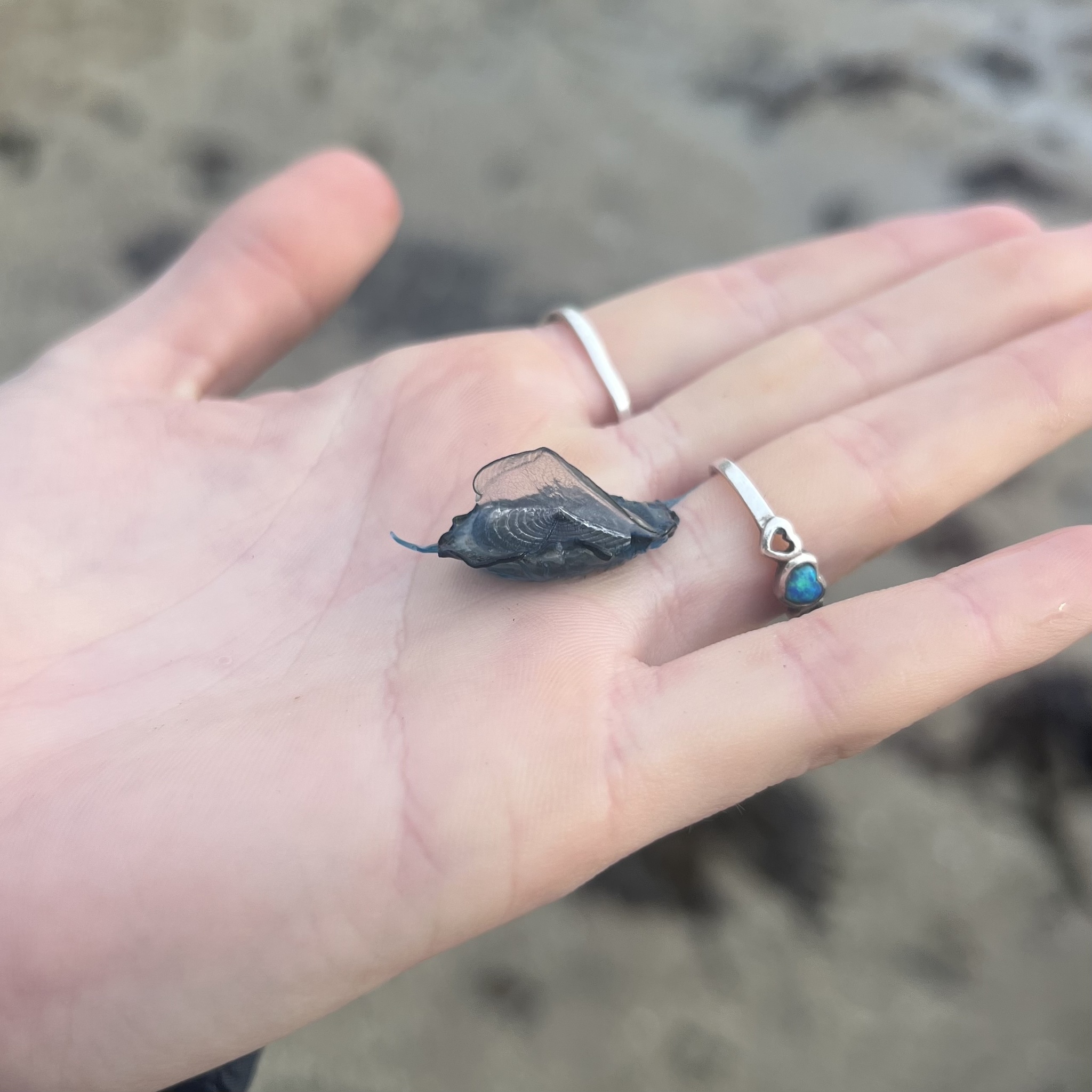 Velella velella (Linnaeus, 1758)