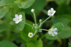Androsace umbellata