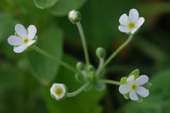 Androsace umbellata