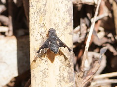 Anthrax dolabratus