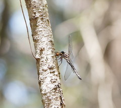 Austroaeschna subapicalis