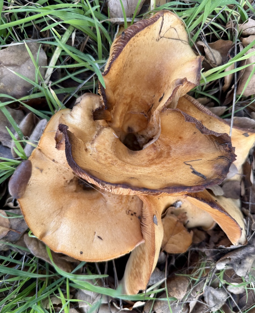 Lactarius alnicola · January 2026 · photo: © hllrnnr (iNaturalist, cc0)