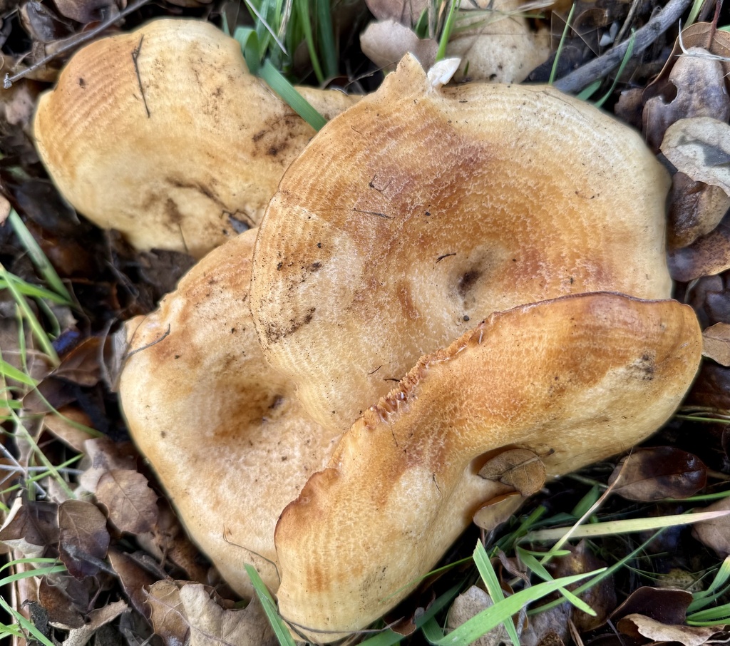 Lactarius alnicola · January 2026 · photo: © hllrnnr (iNaturalist, cc0)