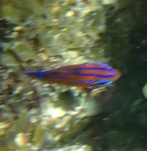 White-ear (Parma microlepis) — Pomacentridae