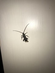 Callidiopis scutellaris