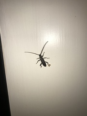 Callidiopis scutellaris