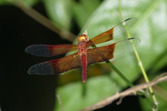 Camacinia gigantea