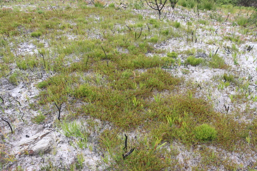 Indigofera humida MS (Indigofera sp16)