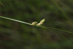 Carex inversa