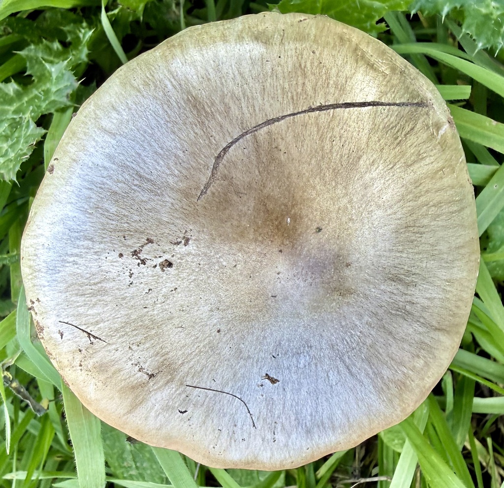 Volvopluteus gloiocephalus · January 2026 · photo: © hllrnnr (iNaturalist, cc0)