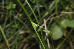 Carex inversa