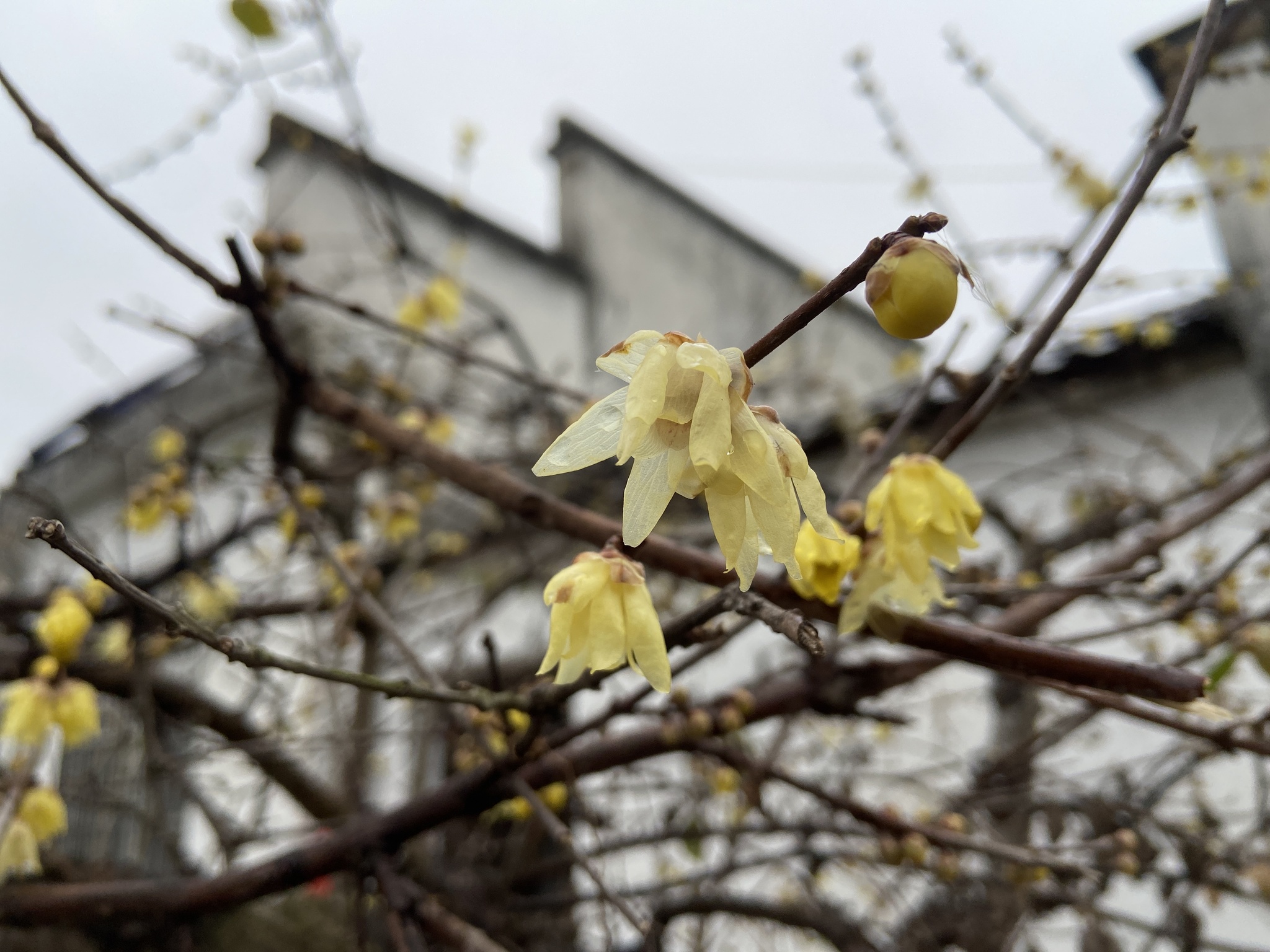 Wintersweet