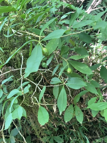 Brunfelsia plowmaniana (Brunfelsia plowmaniana)