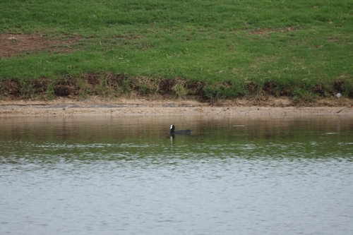 Hawaiian Coot (Fulica alai)