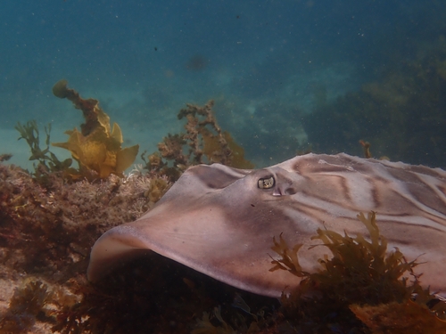 Oostelijke banjorog (Trygonorrhina fasciata) — Rhinobatidae — 4